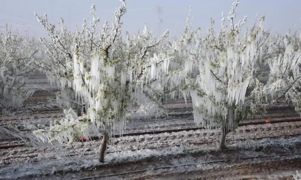 ağaçlar don soğuğunda
